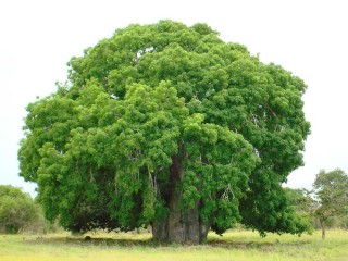 Гигантское дерево