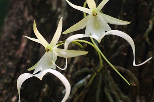 Призрачная Орхидея