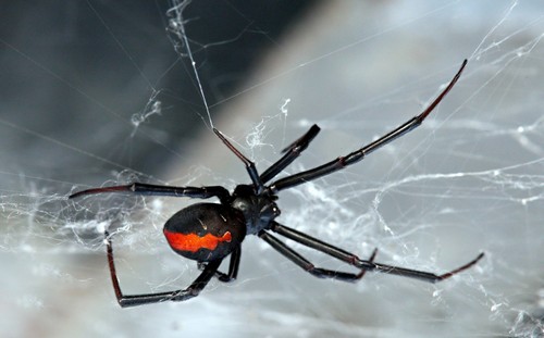 Топ-10 самых опасных, больших и ядовитых пауков в мире