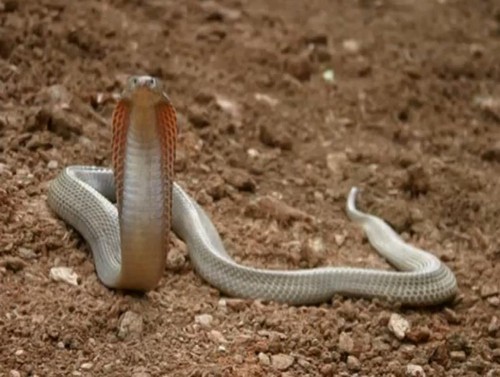 Филиппинская кобра