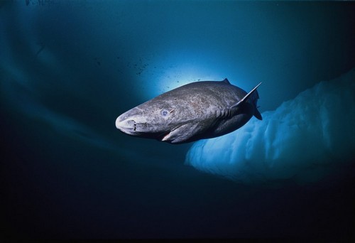 Гренландская полярная акула (атлантическая полярная акула)