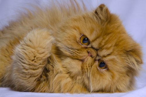  Персидская кошка